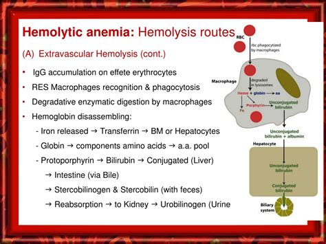 slight hemolysis|Hemolytic Anemia .